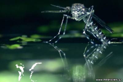 Появление комара из личинки. Интересное видео