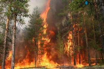 Пожар в Гирканском национальном парке