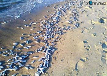 Экологи выясняют причины массовой гибели рыб на Каспии