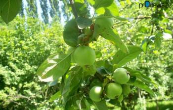 Губинские фермеры топят свои яблоки в реках
