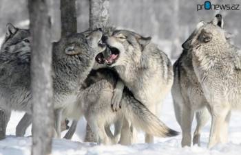 По законам Азербайджана жителям регионов все-таки придется жить с волками