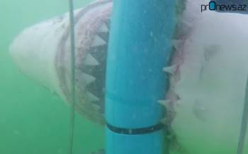 Клетка дайверов противостоит большой белой акуле