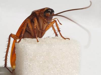 Ученые предлагают использовать тараканов для создания беспроводных сетей.