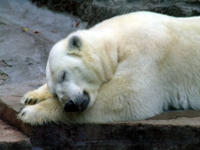 В германском зоопарке скончался белый медведь, съевший кожаную куртку